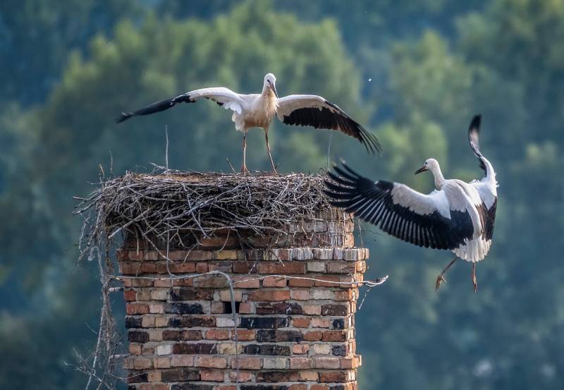 Professional Chimney Animal Removal Services in Bolton, Massachusetts