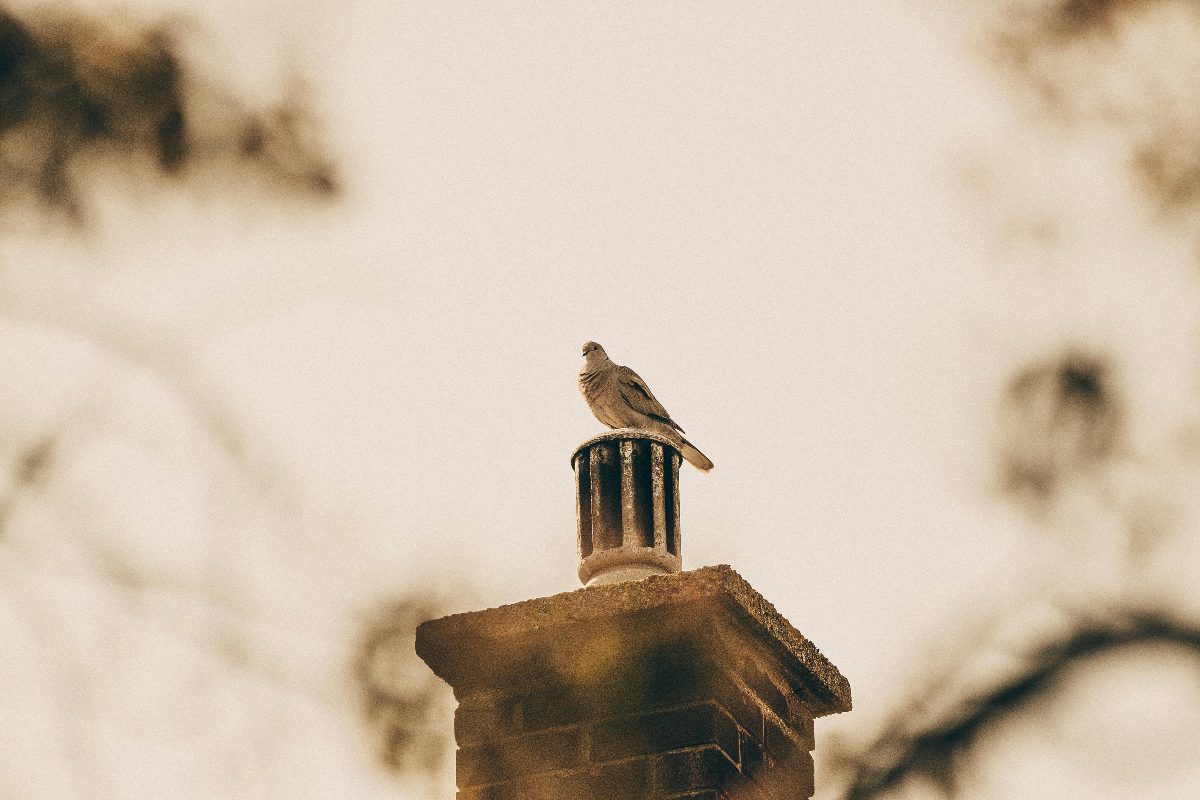 Expert Chimney Cap Installation in Bolton, Massachusetts